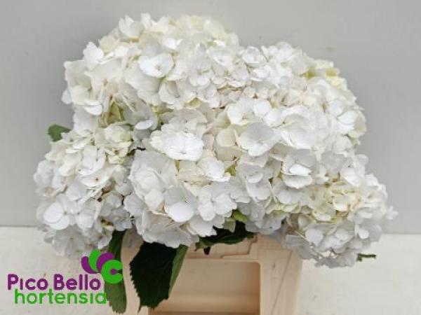 Vollsotiment Hortensie m. weiß